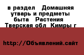  в раздел : Домашняя утварь и предметы быта » Растения . Тверская обл.,Кимры г.